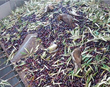 Noční sběr oliv se rovná 2,6 milionům mrtvých ptáků ročně.