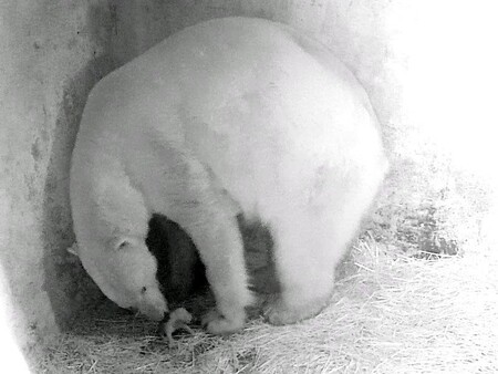 Chovatelé zdůrazňují, že každá lední medvědice, která je schopna přivést na svět v zoo mláďata a následující zhruba dva roky se o ně stará, je velkou vzácností.