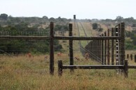 Oplocení výběhu severních bílých nosorožců v rezervaci Ol Pejeta