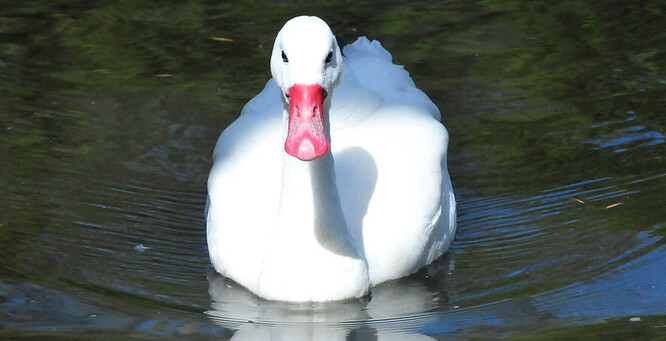 Labuť koskoroba. Labuť koskoroba.