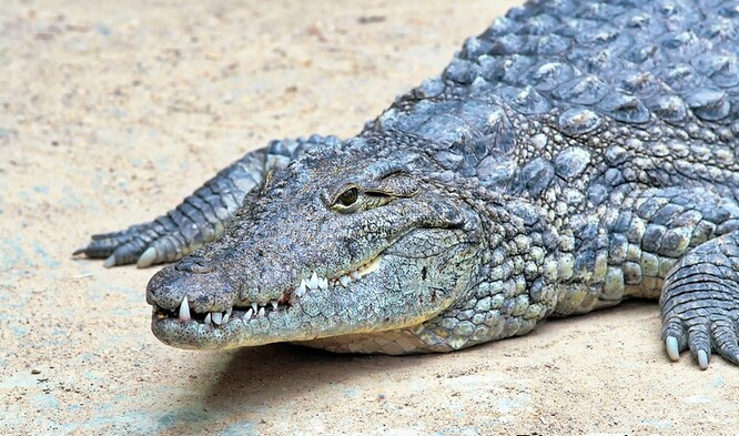 Ilustrační foto Ilustrační foto