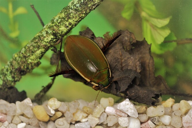 Křepčík obroubený (Cybister lateralimarginalis). Křepčík obroubený (Cybister lateralimarginalis).