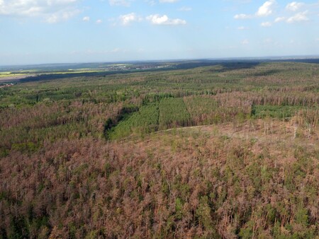 V českých lesích roste podíl jehličnanů i listnáčů starších 60 let, které jsou ve výrazně špatném stavu důsledkem imisního zatížení lesních ekosystémů v uplynulých desetiletích. / Ilustrační foto