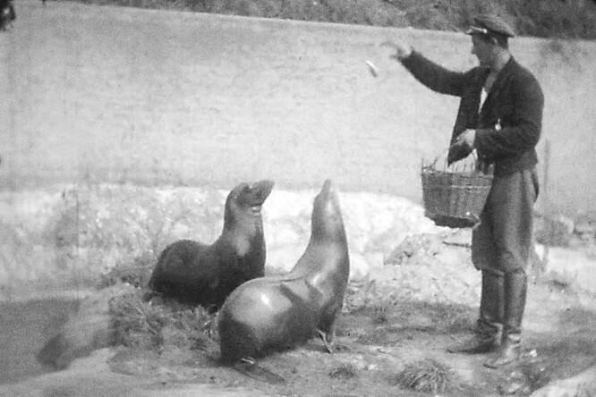 Ve filmech natočených doposud neznámým „kinoamatérem“ je zachyceno i krmení lachtanů Batula a Hýty, které Zoo Praha věnoval Vlasta Burian.