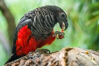 Papoušek tricha orlí