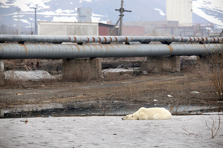 V průmyslovém Norilsku ležícím v severní části Sibiře se objevila vyhladovělá a vysílená lední medvědice, která urazila stovky kilometrů ze svého přirozeného prostředí v Arktidě.