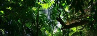 Tropický deštný prales Daintree v Austrálii