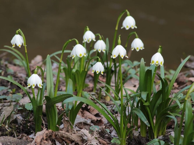 Bledula jarní v NPP Peklo u České Lípy. Bledula jarní v NPP Peklo u České Lípy.