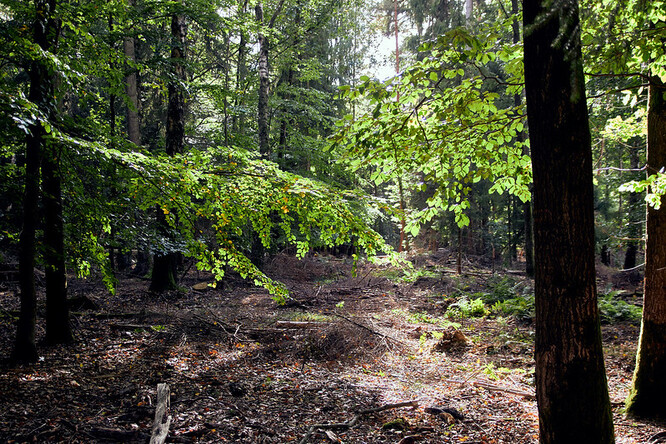 Dannenröderský les leží v chráněné oblasti a jeho stromy jsou podle agentury Reuters staré 250 až 300 let. Na části lesa se podle ekologických aktivistů vztahují unijní pravidla na zachování biodiverzity.
