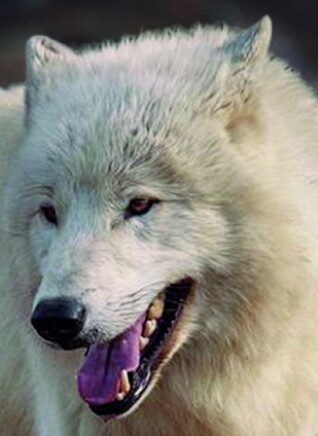 Horka nejhůře snáší zvířata zvyklá na jiné podnebí. To je například případ vlka arktického.