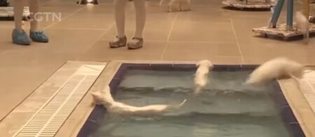 Ve východním Turecku otevřeli nedávno speciální bazén, v němž se nekoupou lidé, nýbrž kočky (na obrázku).