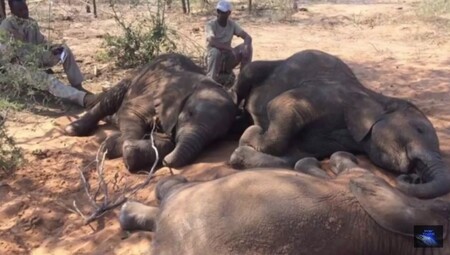Zvířata zbavená klů objevila organizace Sloni bez hranic (EWB) při leteckém průzkumu oblasti sousedící se sloní rezervací v jihoafrické Botswaně.