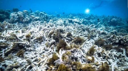 Letecké snímky ukázaly, že australský Velký bariérový útes, největší korálový útes světa, po letošním horkém australském létě opět vybledl (na snímku).