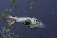 mrtvá ryba