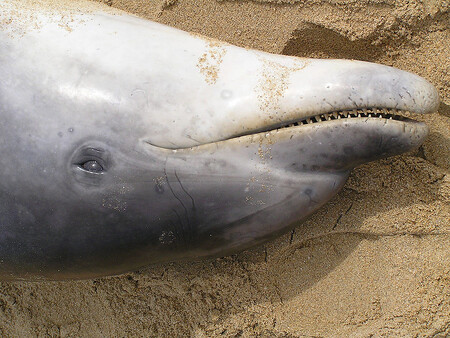Už téměř sedm set mrtvých delfínů letos vyplavily vody Atlantického oceánu na francouzské pobřeží. / Ilustrační foto