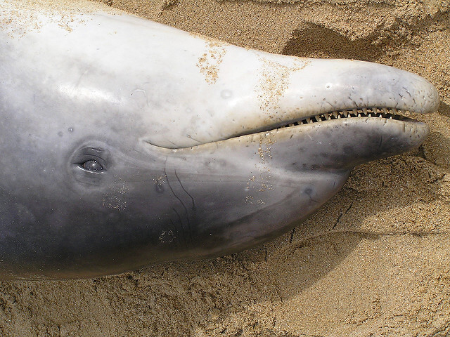 Výsledky pitev ukazují, že delfíni mají zlámané ploutve a řezné rány v kůži, které jim způsobují sítě. Ilustrační snímek.