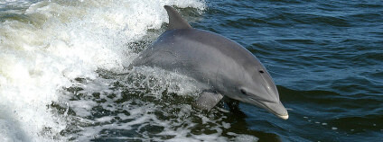 Delfín. Foto:NASA