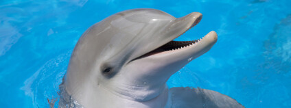 Delfín Foto: Pannochka Shutterstock