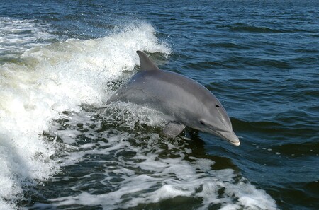 U jihojaponské vesnice Taidži začal každoroční kontroverzní lov delfínů. / Ilustrační foto