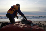 dobrovolník pomáhá při záchraně uvíznutého delfína