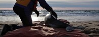 dobrovolník pomáhá při záchraně uvíznutého delfína