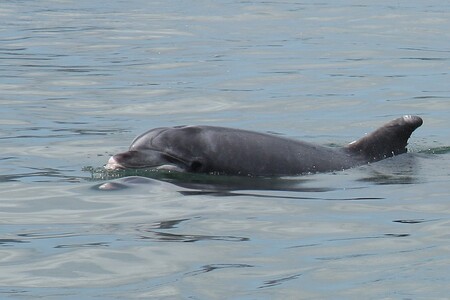 Delfíni žijící v Lamanšském průlivu jsou vystaveni směsici chemických látek, které se usazují v jejich tělech. Vyplývá to ze studie. / Ilustrační foto