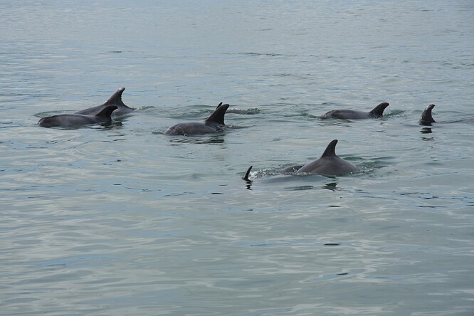 Delfíni skákaví v ústí řeky Sado. Občas se nějaký objeví úplně sám, spíš se ale shlukují do menších skupinek