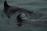 Ploutve delfínů se liší profilem, navíc na nich i na povrchu těla časem přibývá spousta značek, zářezů a škrábanců. Zkušení pozorovatelé tak dokážou delfíny rozeznat i pouhým okem