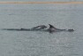 Delfíni se v ústí řeky Sado rádi zdržují u písečných mělčin (v pozadí)