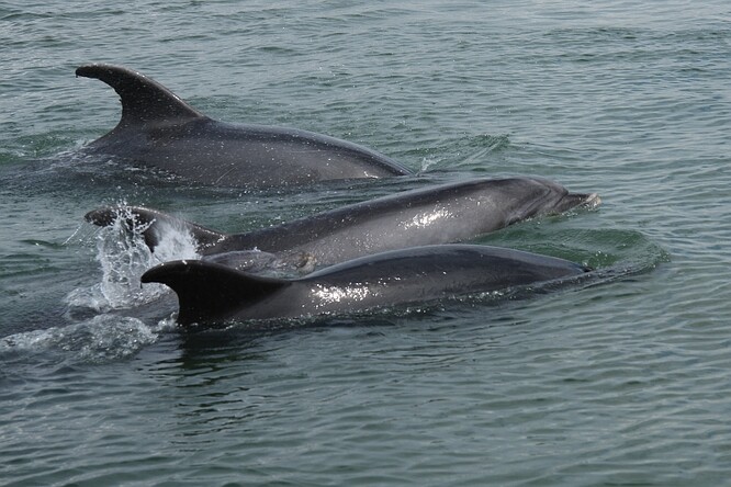 Delfíni skákaví v ústí řeky Sado