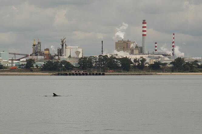Při pohledu na průmyslové areály v okolí zátoky má člověk pocit, že toho delfíni vydrží opravdu hodně