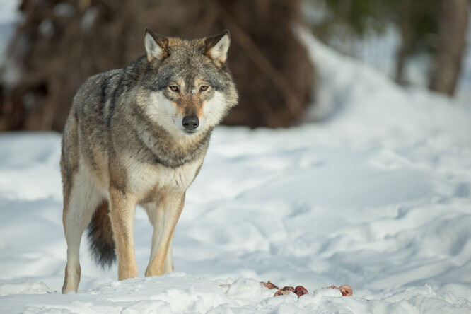 V celé Skandinávii se tedy dají vlci počítat na stovky, žije tu přibližně 430-450 exemplářů. Což vypadá vcelku slušně. Jenže zdaleka ne všichni žijí v párech a produkují mladé. Stabilních vlčích rodin je mnohem méně a citelně do nich každou sezónu zasahují lovci.