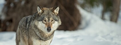 Vlk v zimě Foto: Depositphotos