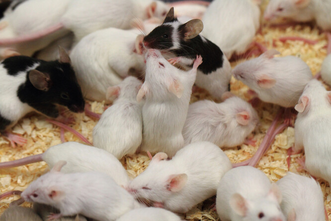 Sám fakt, že by chování myší mělo vypovídat o chování lidské populace se jeví být dost hraniční. Lidé i myši jsou sice tvorové společenští, ale hustota lidské populace nemusí nutně korelovat s psychickým stresem a lidé se se stresem také vyrovnávají jinak než myši.