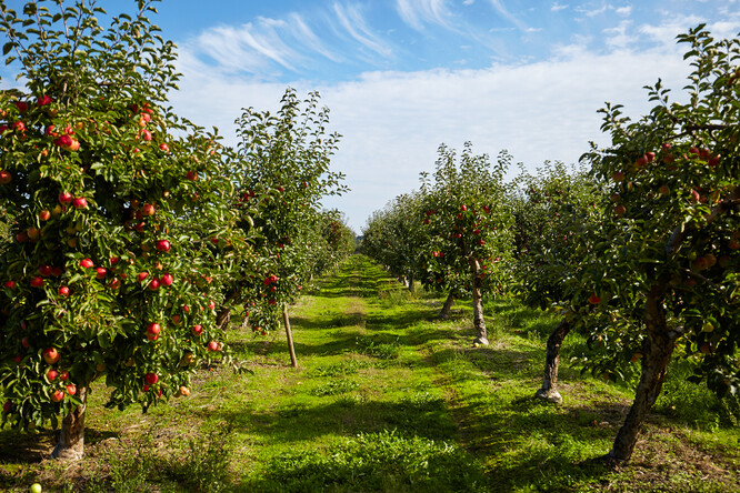 Pěstitelé jablek se podle Mačkala už delší dobu potýkají s odbytovými problémy, nízkými cenami a od loňska také vysokými náklady na elektrickou energii, kterou potřebují ke skladování úrody.
