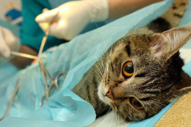 Kočka během zákroku u veterináře.