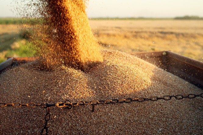 V mnoha částech světa se letos čeká špatná sklizeň. Sankce, které Západ uvalil na Rusko a Bělorusko, totiž poškodily také vývoz hnojiv.