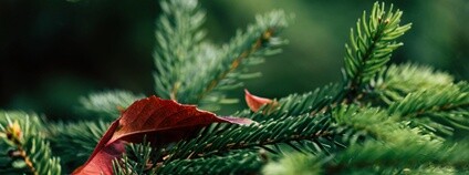 Větev jehličnanu v lese Foto: Depositphotos Větev jehličnanu v lese Foto: Depositphotos