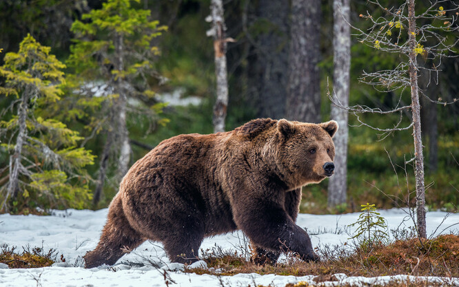 V tomto období roku není aktivita medvědů obvyklá. Lidem se bude podle Fraňka spíše vyhýbat, nebezpečný by mohl být maximálně domácím zvířatům. Ilustrační foto