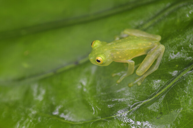 Rosněnka Valeriova patří mezi takzvané skleněné žáby, pro které je charakteristická průsvitná kůže.