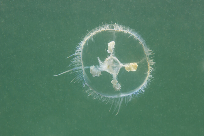 Sladkovodní medúza Craspedacusta sowerbii.