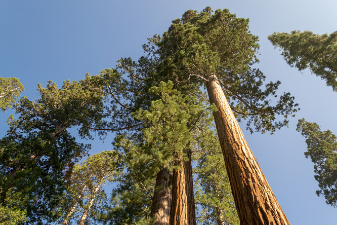 Sekvojovec obrovský je největší strom rostoucí na Zemi, dorůstá výšky až 80 metrů. Přirozeně se vyskytuje pouze v Severní Americe, kde se dožívá i tří tisíc let. V České republice roste v několika parcích a arboretech.