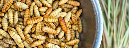 Asijské jídlo z hmyzích larev Foto: Depositphotos