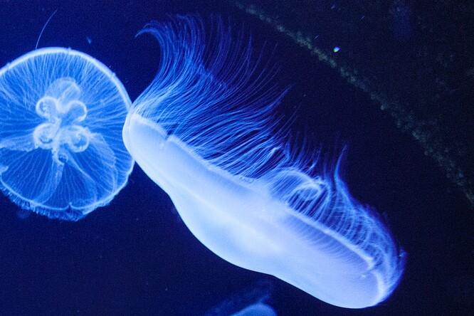 Medúzy patří do kmene žahavců. Jsou tvořeny z 95 procent vodou a rychle se rozkládají, proto se zkamenělé exempláře nacházejí jen zřídka. Ilustrační foto