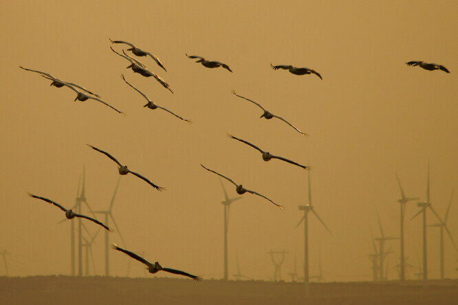 "Jedná se o mezinárodní prvenství. Nikde na světě nebyly větrné elektrárny na moři odstaveny kvůli ochraně ptáků během jejich hromadné migrace. Chceme, aby byl dopad větrných elektráren na přírodu co nejmenší," uvedl nizozemský ministr energetiky a životního prostředí Rob Jetten.
