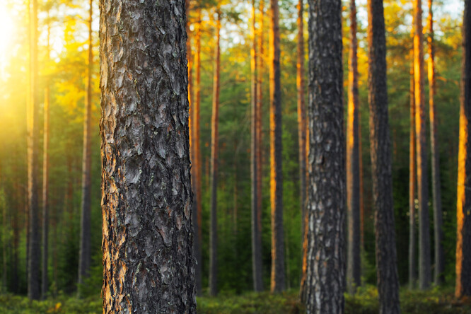 Ilustrační snímek borového lesa ve Finsku.