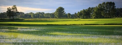 Rýžové pole v Itálii Foto: Depositphotos