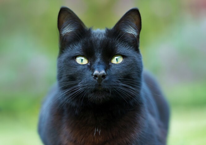 Černé kočky působí přirozeně strašidelným dojmem, což je dáno jejich tmavou srstí a tím, že mohou v noci zdánlivě zmizet.