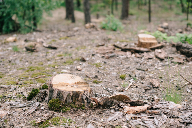 Předseda ČSOP Libor Ambrozek dodal, že v současnosti se obtížně prosazuje jiné než pasečné hospodaření - například trvale udržitelné lesní hospodářství a další koncepty, které se běžně využívají v západních zemích.