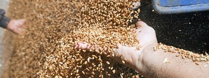 Ruka v sypajícím se pšeničném zrnu Foto: Depositphotos